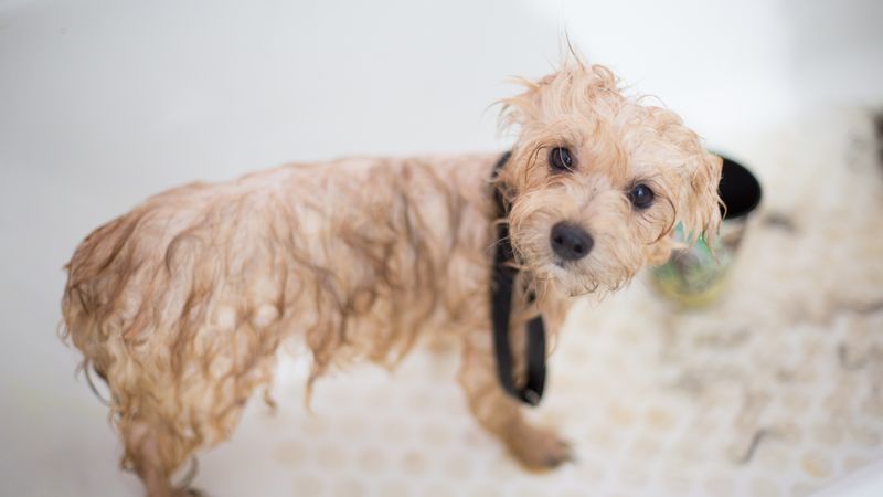 Cachorro de pelo claro tomando banho no petshop